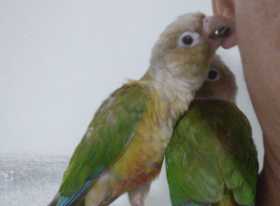 Lost Conure