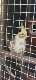 Lost Cockatiel