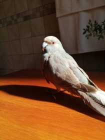 Lost Kakariki