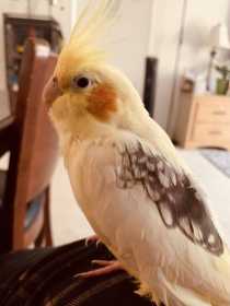 Lost Cockatiel