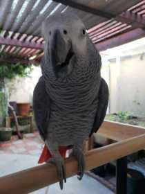 Lost African Grey