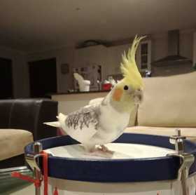 Lost Cockatiel