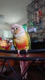 Lost Conure