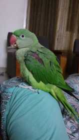 Lost Alexandrine