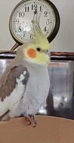 Lost Cockatiel