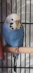 Lost Budgerigar