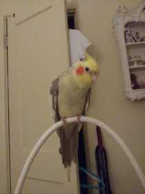 Lost Cockatiel