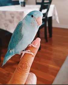 Lost Parrotlet