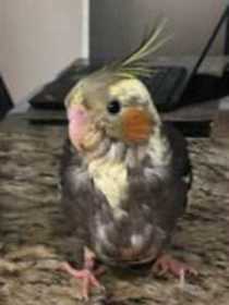 Lost Cockatiel