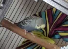 Lost Parakeet