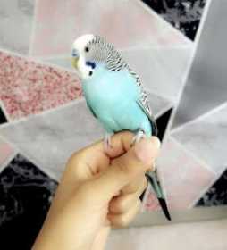 Lost Parakeet