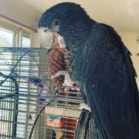 Lost Black Cockatoo