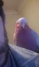 Lost Galah Cockatoo