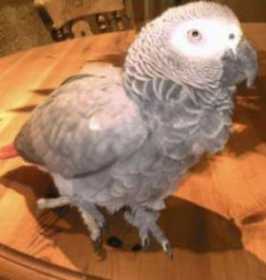 Lost African Grey