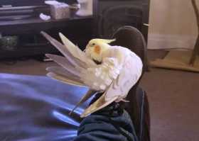 Lost Cockatiel