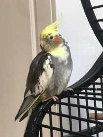 Lost Cockatiel