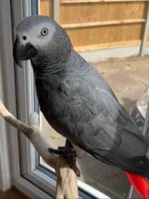 Lost African Grey