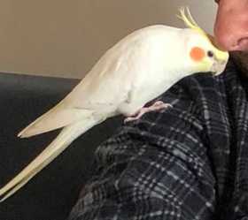 Lost Cockatiel