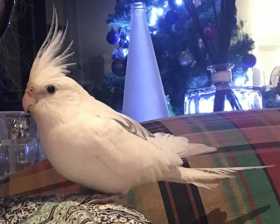 Lost Cockatiel