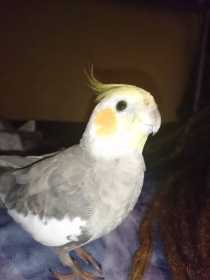 Lost Cockatiel