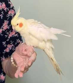 Lost Cockatiel