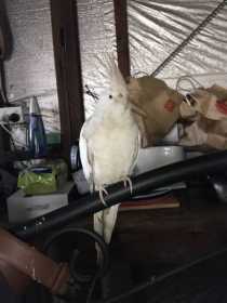 Lost Cockatiel