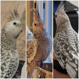 Lost Cockatiel