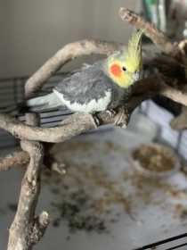 Lost Cockatiel