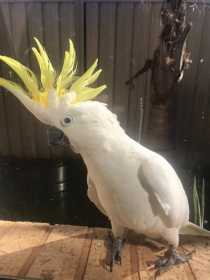 Lost Cockatoo