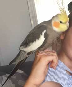 Lost Cockatiel