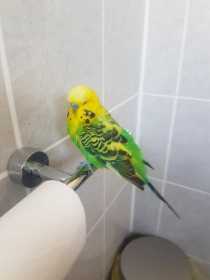 Lost Budgerigar