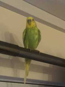 Lost Budgerigar