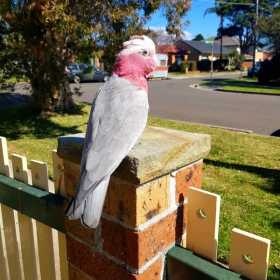 Lost Galah Cockatoo