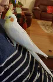 Lost Cockatiel