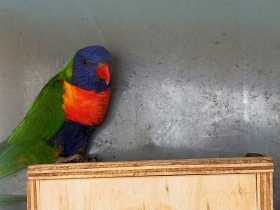 Lost Lory / Lorikeet