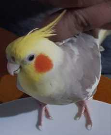 Lost Cockatiel