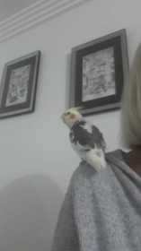 Lost Cockatiel