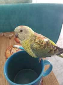 Lost Red Rump Parakeet