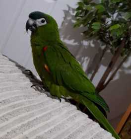 Lost Macaw