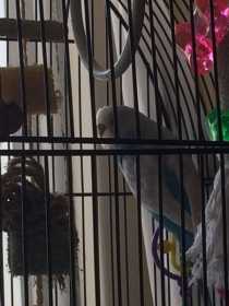 Lost Budgerigar