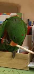 Lost Eclectus
