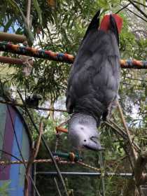 Lost African Grey