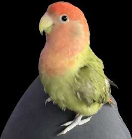 Lost Lovebird