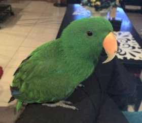 Lost Eclectus