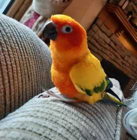 Lost Conure