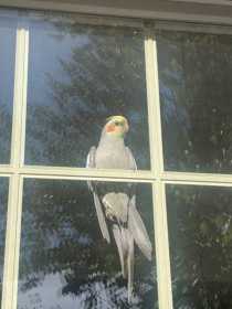 Lost Cockatiel