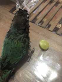 Lost Conure