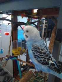 Lost Parakeet