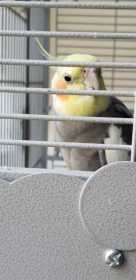 Lost Cockatiel