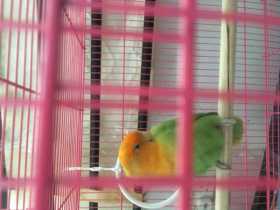 Lost Lovebird